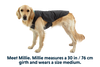Stumptown™ Quilted Dog Coat