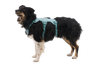 Web Master™ Dog Harness with Handle