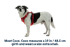 Front Range® Dog Harness