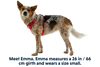 Front Range® Dog Harness