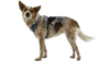 Front Range® Dog Harness