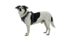 Front Range® Dog Harness