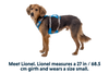 Flagline™ Dog Harness with Handle