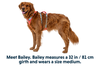 Flagline™ Dog Harness with Handle
