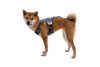Load Up™ Dog Car Harness