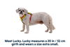 Hi & Light™ Lightweight Dog Harness