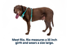 Hi & Light™ Lightweight Dog Harness
