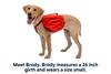 Palisades™ Dog Backpack