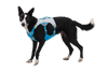 Used - Swamp Cooler™ Dog Cooling Harness