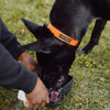 Dog Walking Hydration Kit 