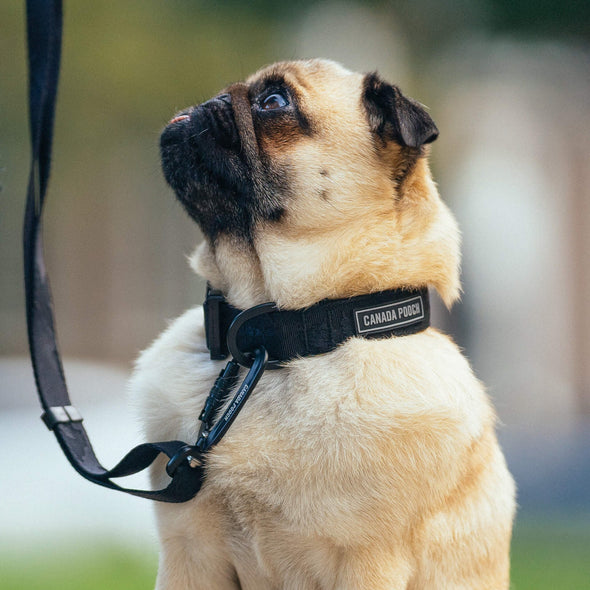 Utility Collar