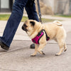 Easy-On Step-In Harness