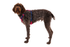 Hi & Light™ Lightweight Dog Harness