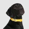 Waterproof Collar