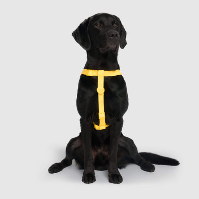 Waterproof Harness
